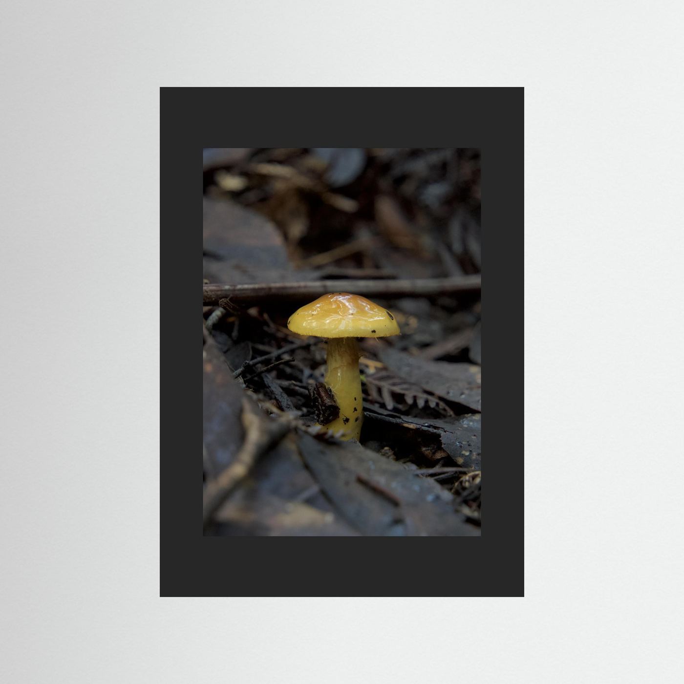 Yellow Waxcap