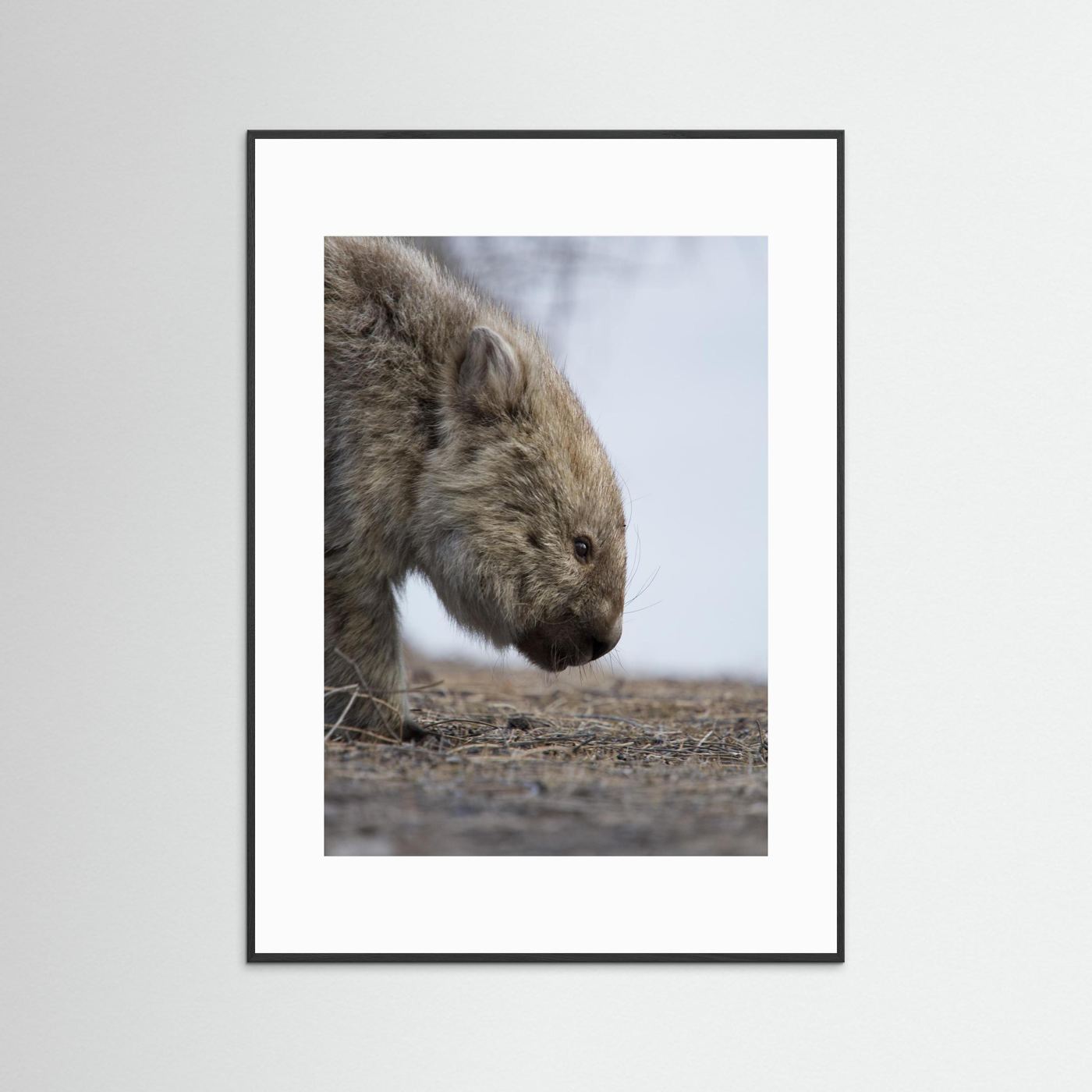 Bare-nosed Wombat