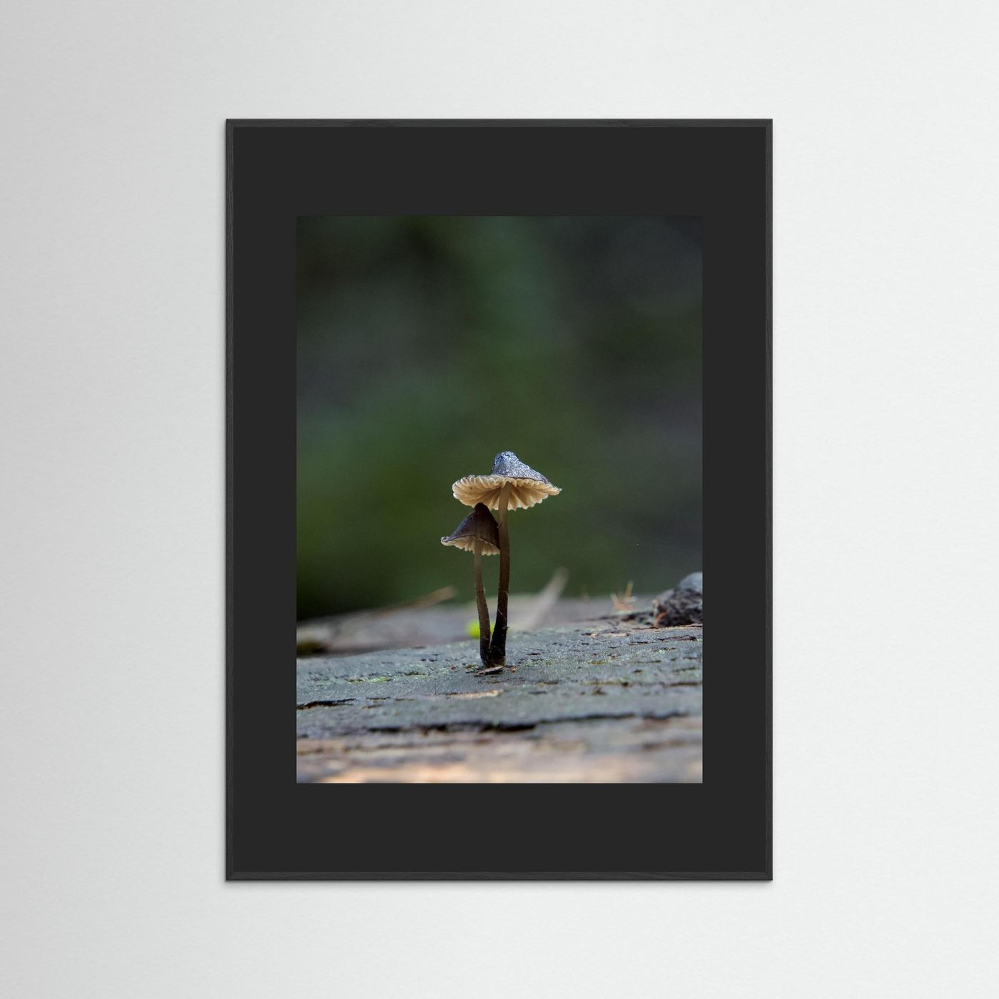 Mycena Atrata