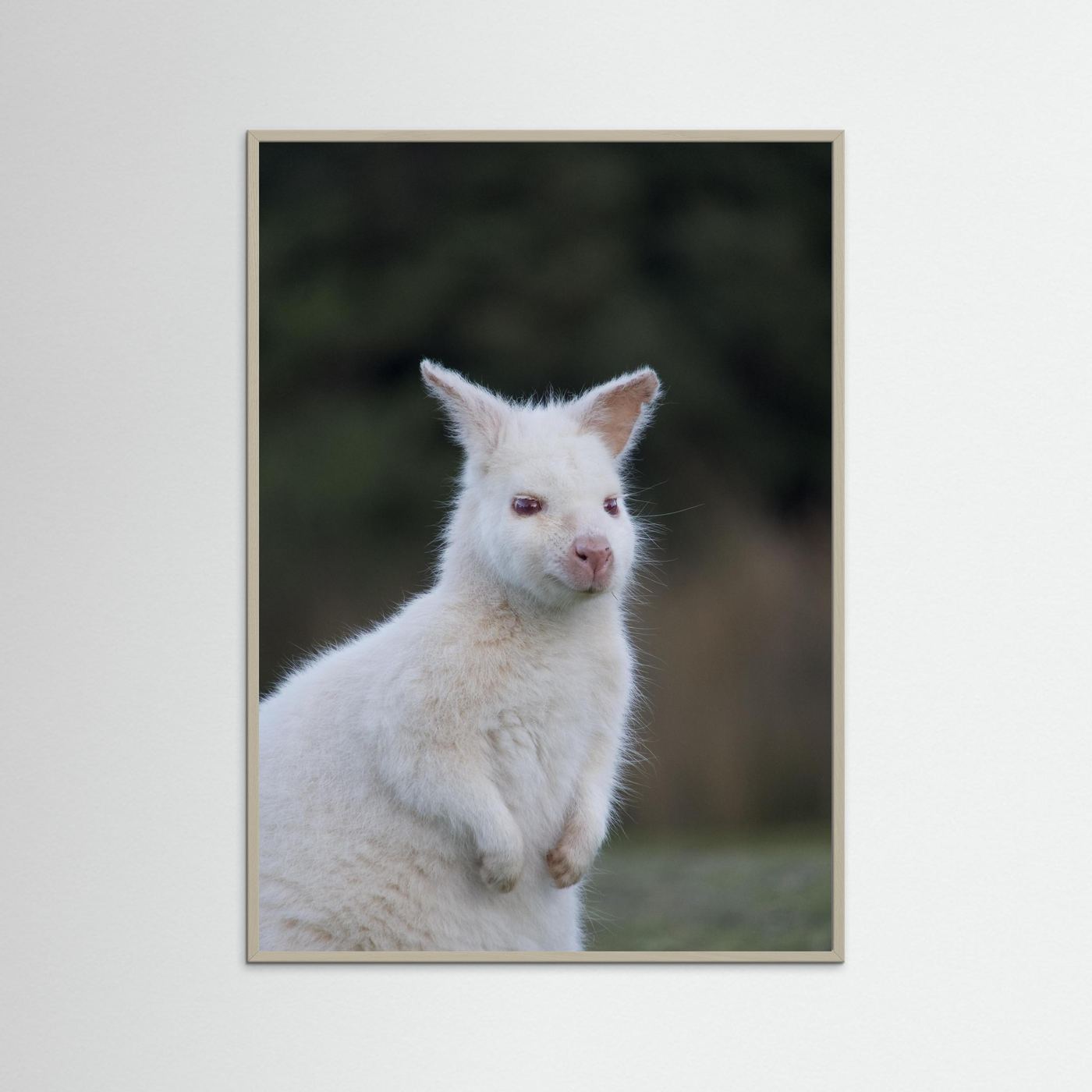 Tassie Albino Wallaby