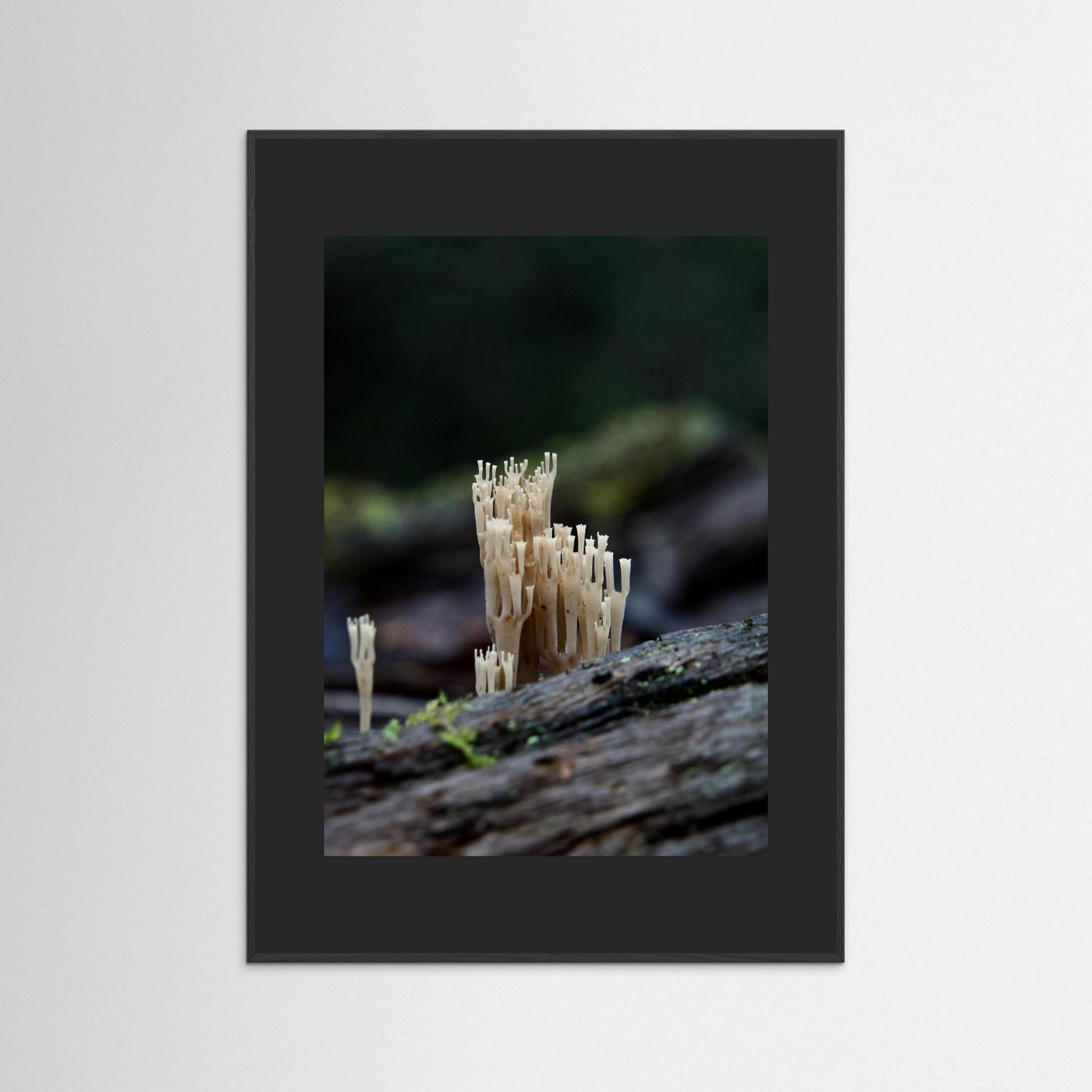 Crowned Coral