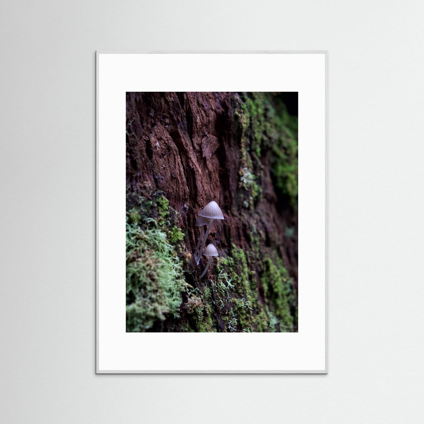 Mycena