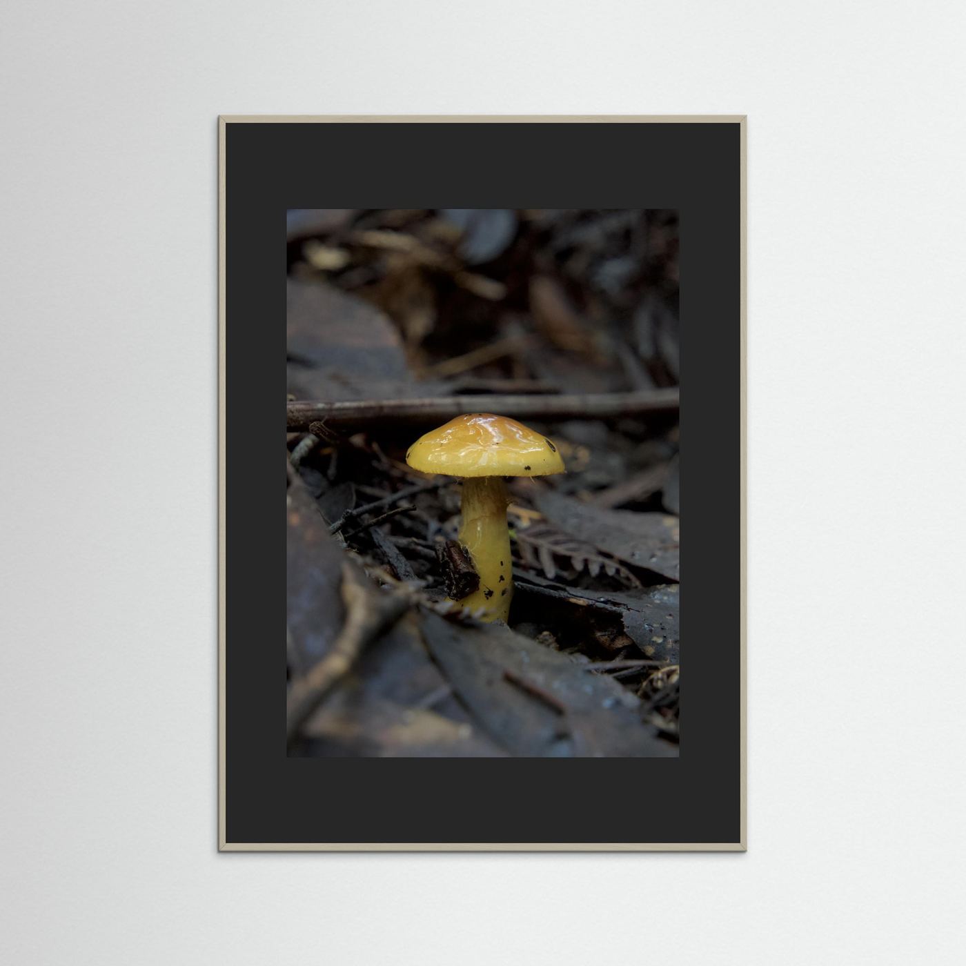 Yellow Waxcap