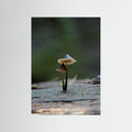 Mycena Atrata