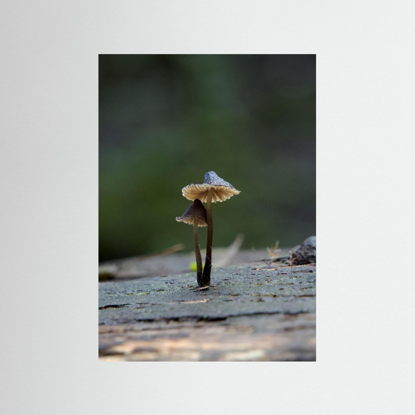 Mycena Atrata