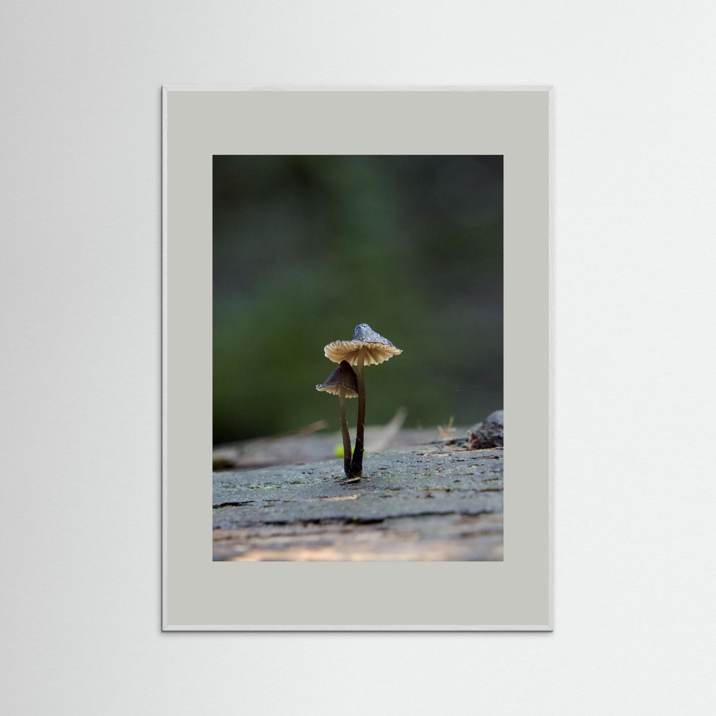 Mycena Atrata