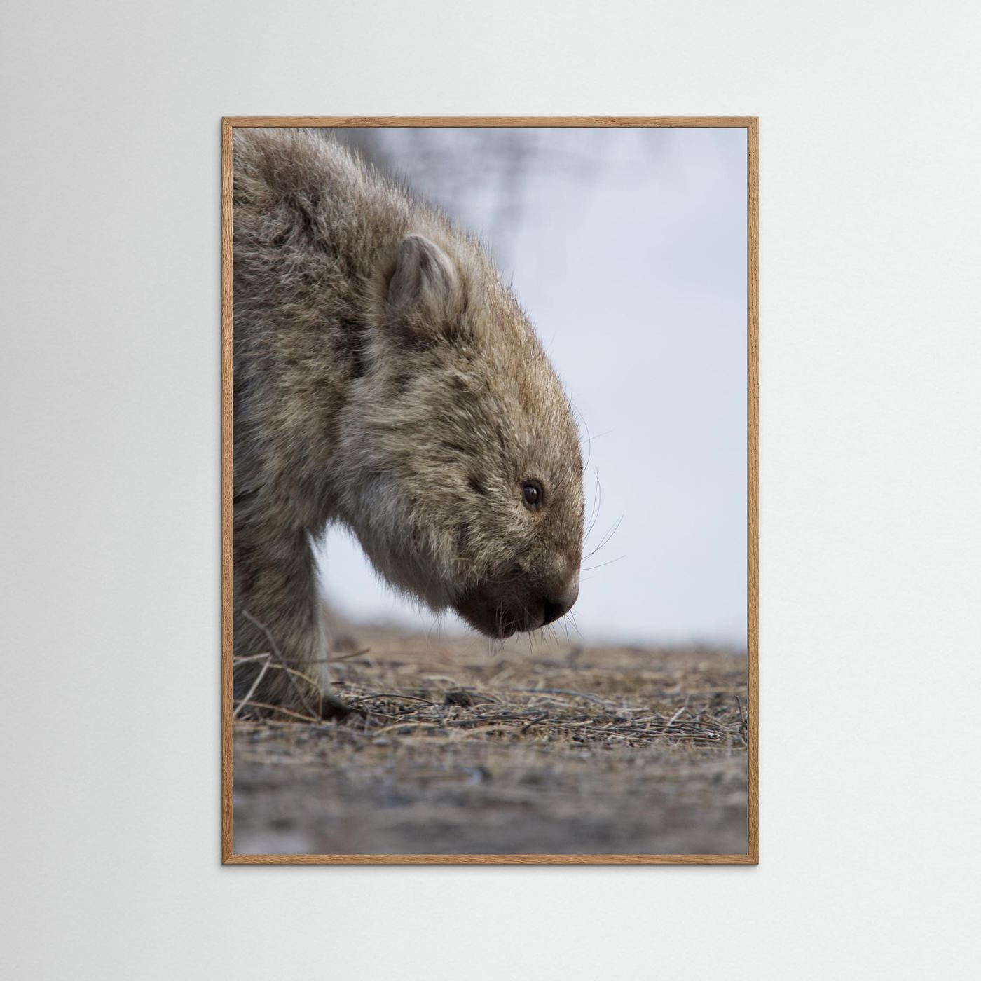 Bare-nosed Wombat