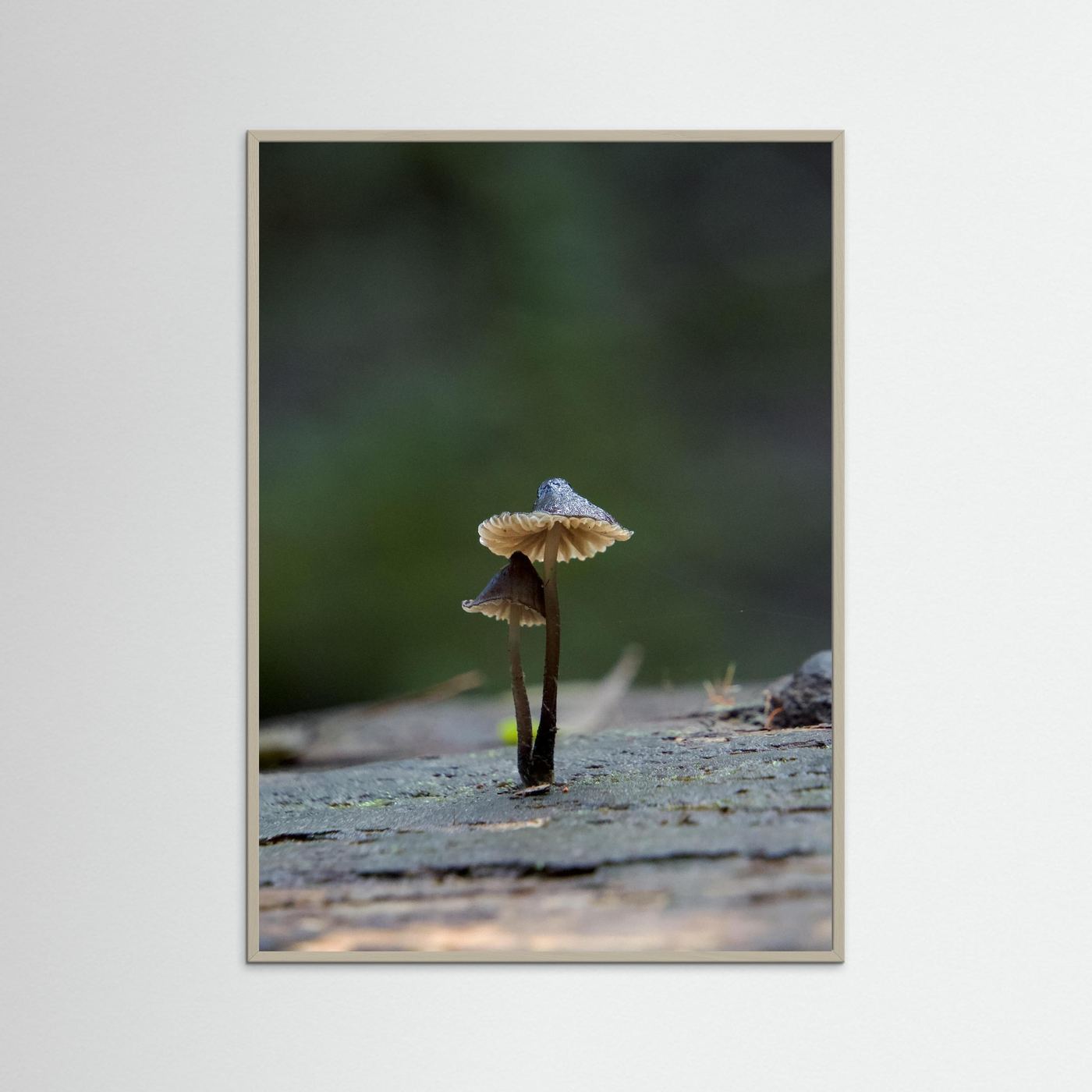 Mycena Atrata