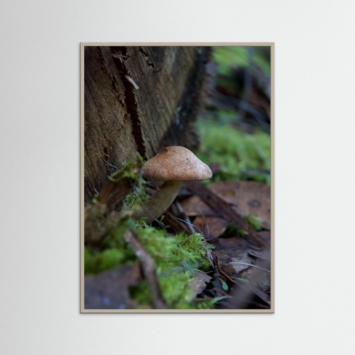 Brown Cap Bolete 