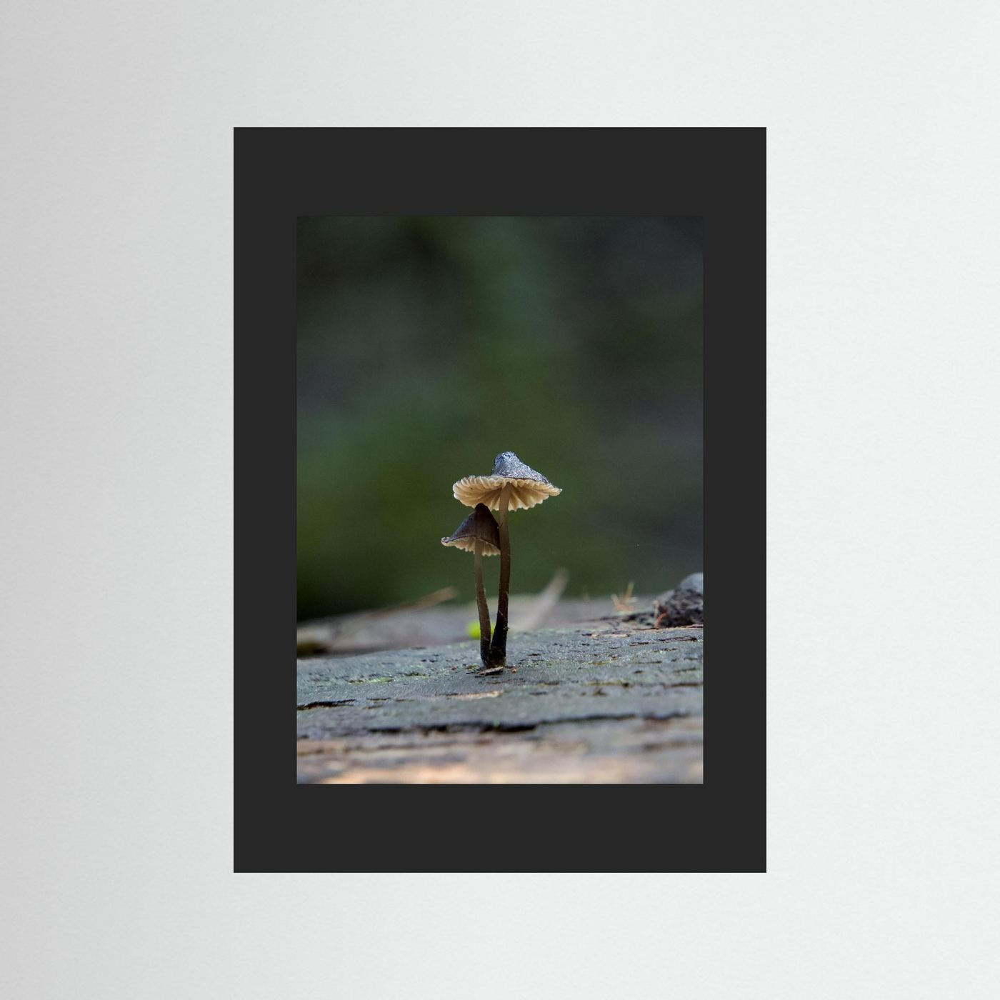 Mycena Atrata