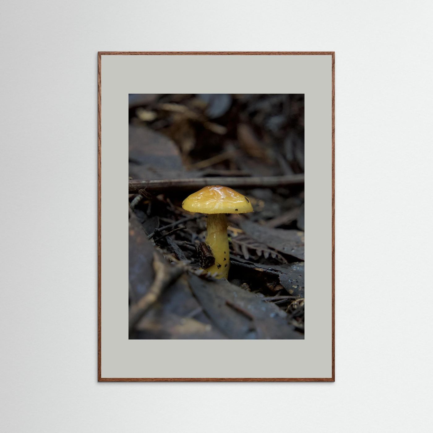 Yellow Waxcap