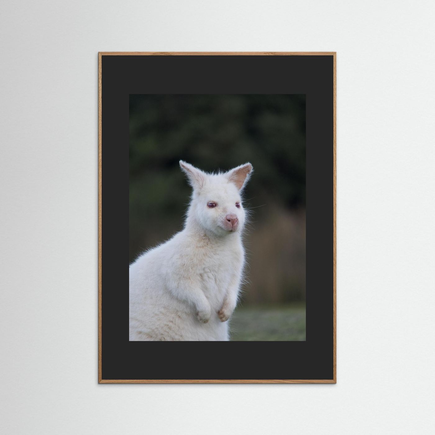 Tassie Albino Wallaby