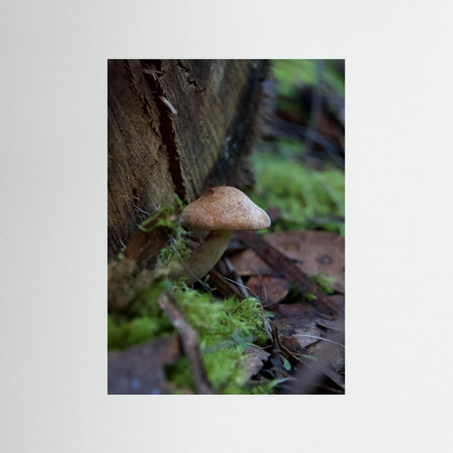Brown Cap Bolete 