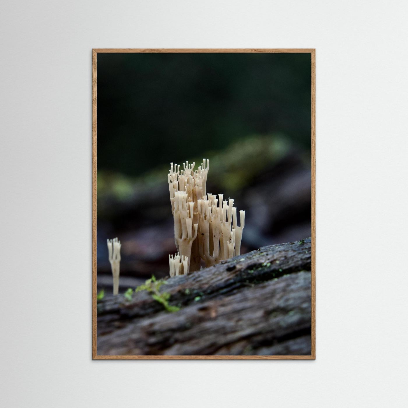 Crowned Coral