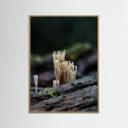 Crowned Coral
