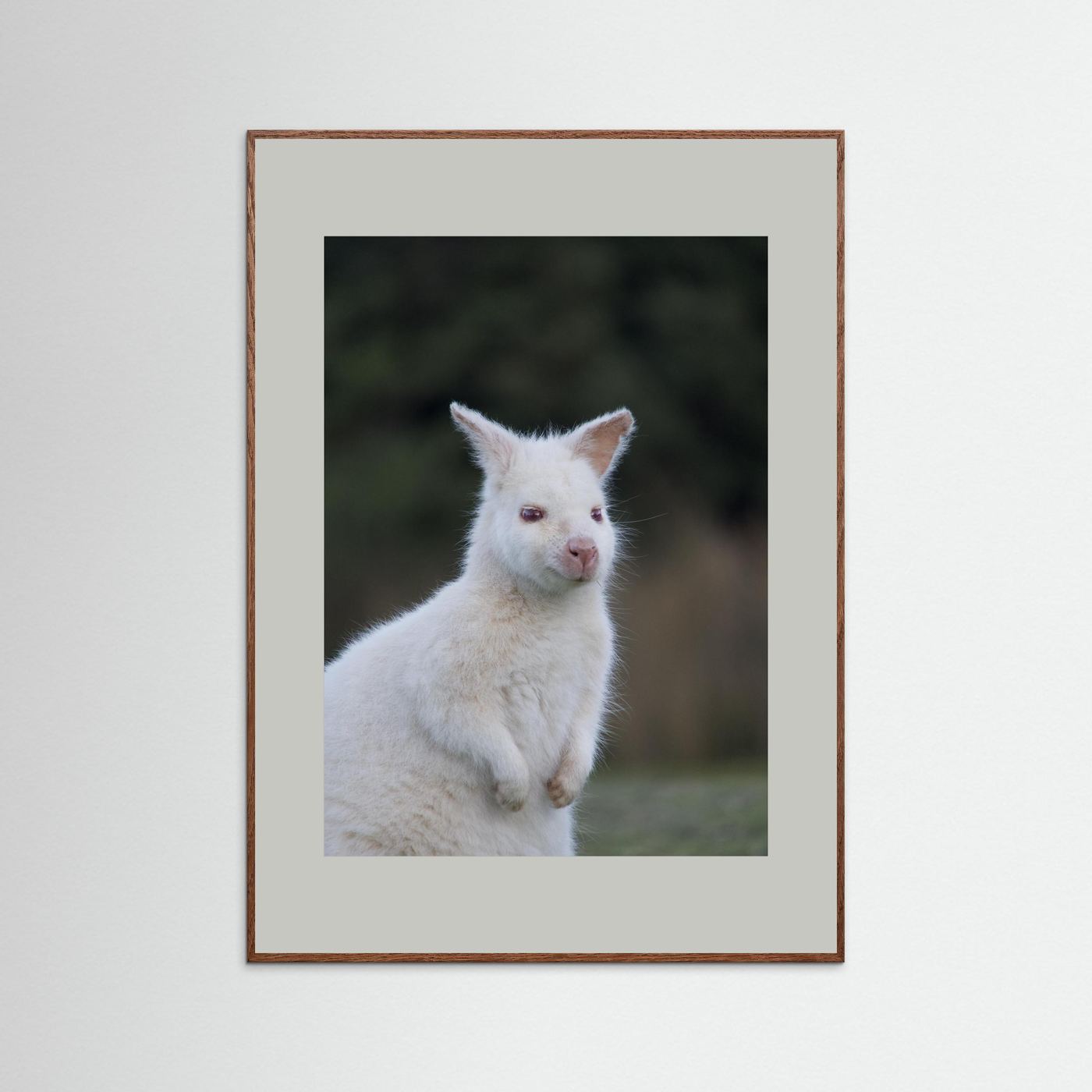Tassie Albino Wallaby