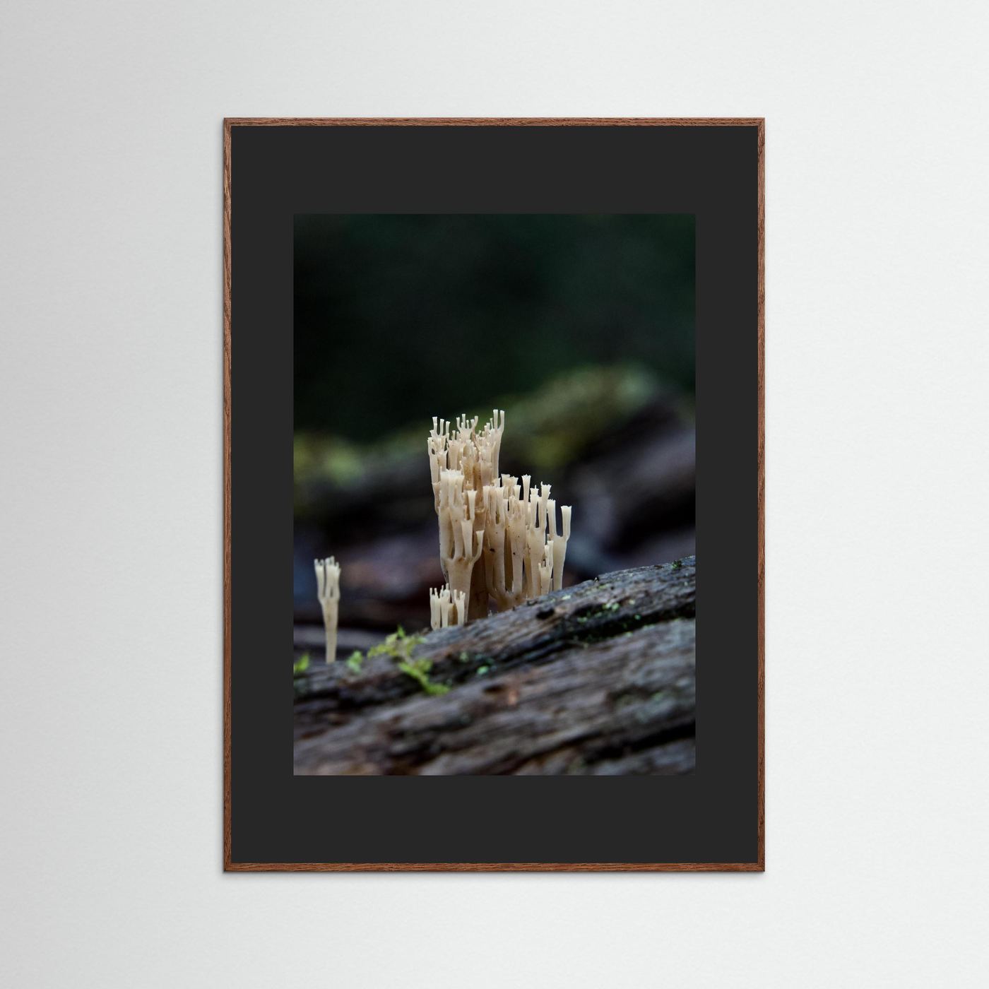 Crowned Coral