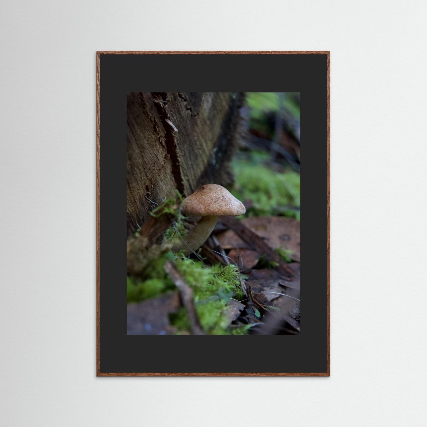 Brown Cap Bolete 