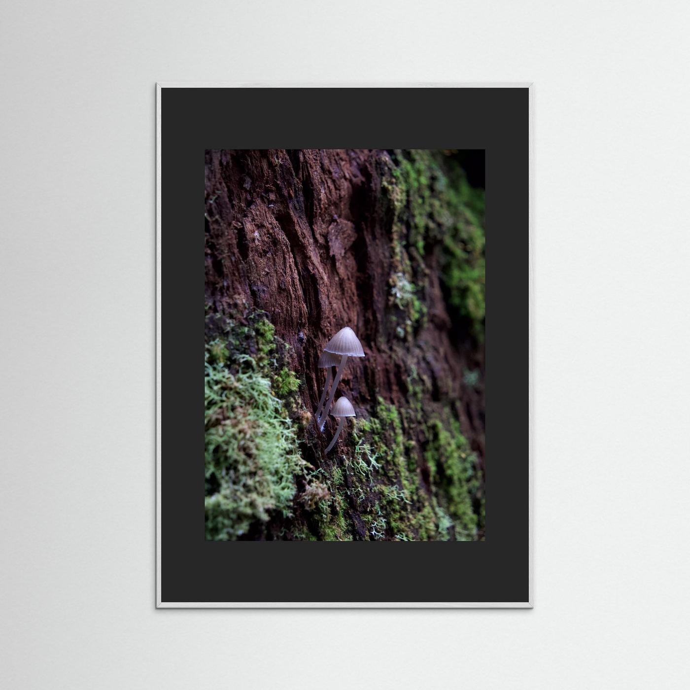 Mycena