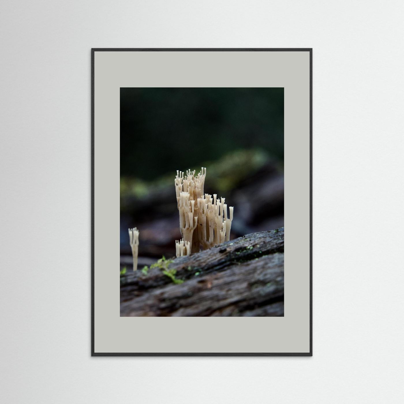 Crowned Coral
