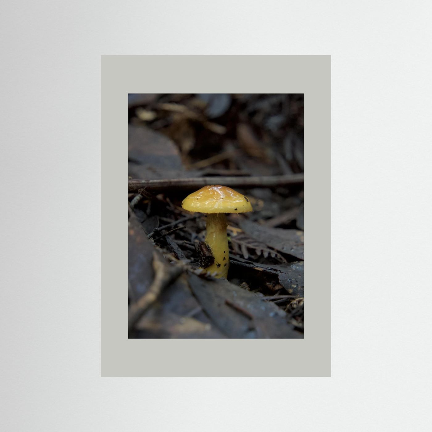 Yellow Waxcap
