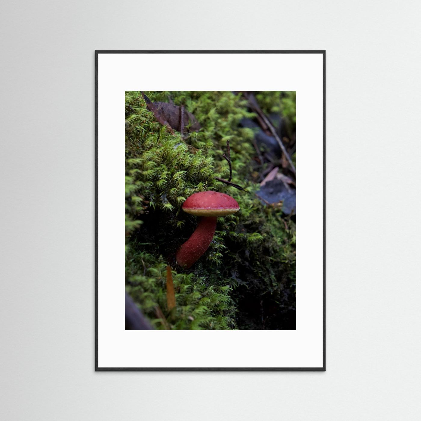 Rhubarb Bolete