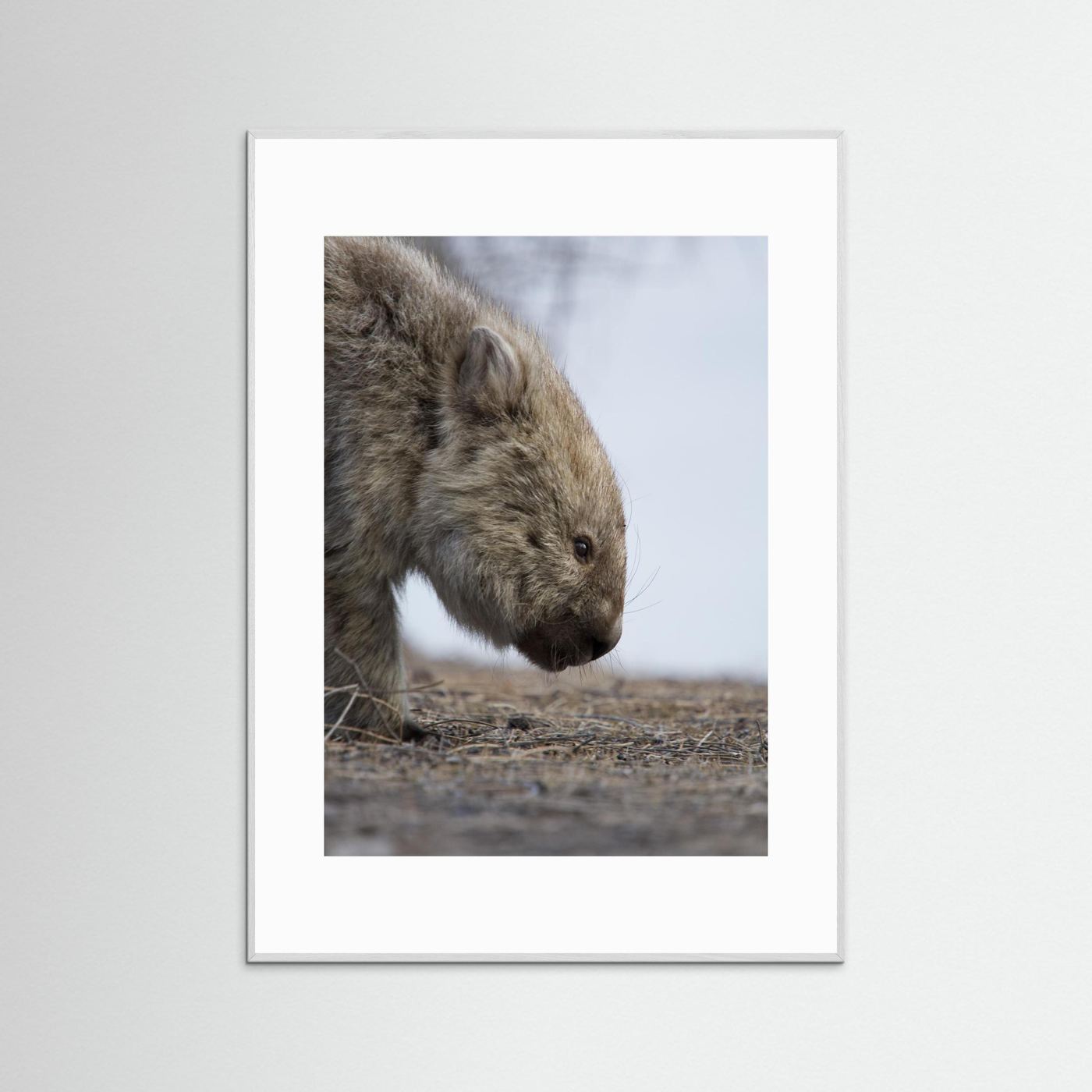 Bare-nosed Wombat