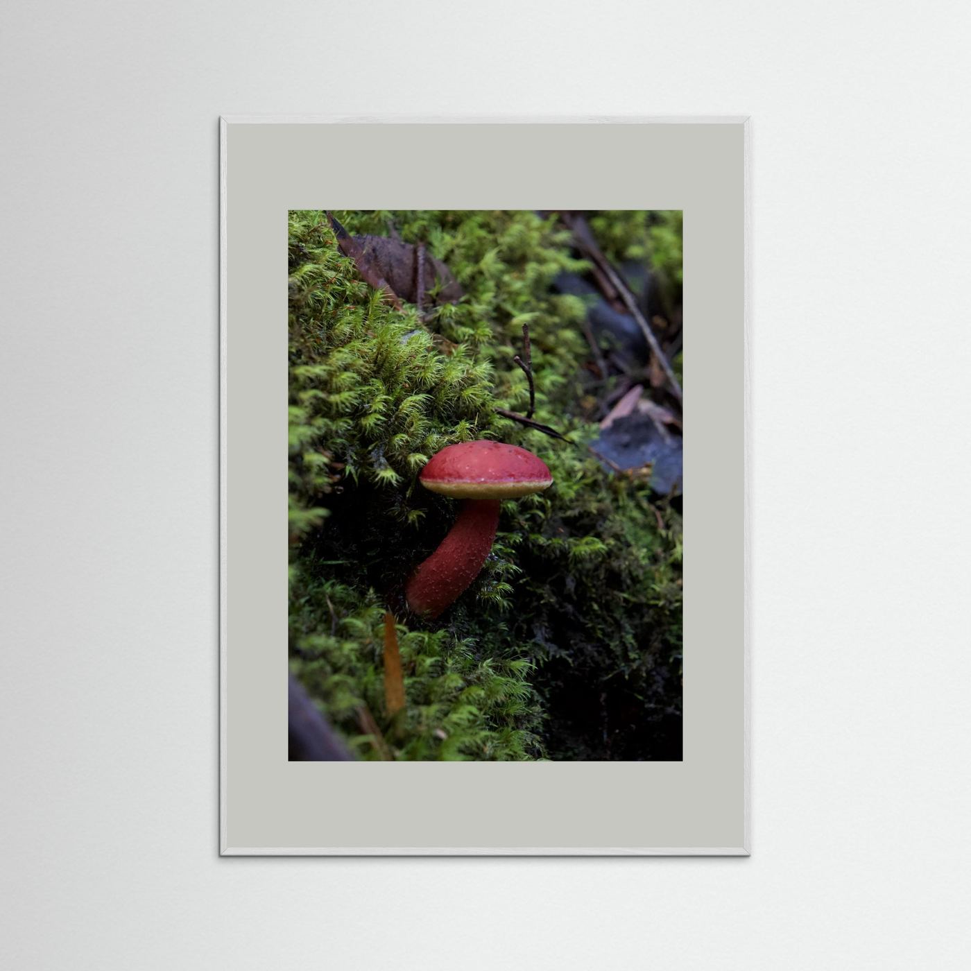 Rhubarb Bolete