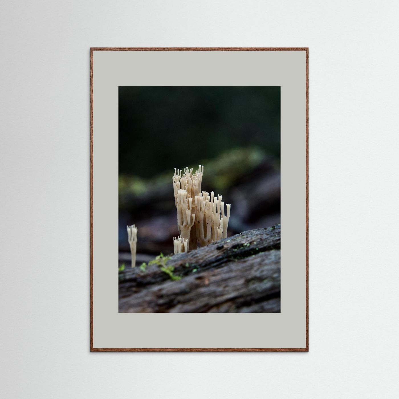 Crowned Coral