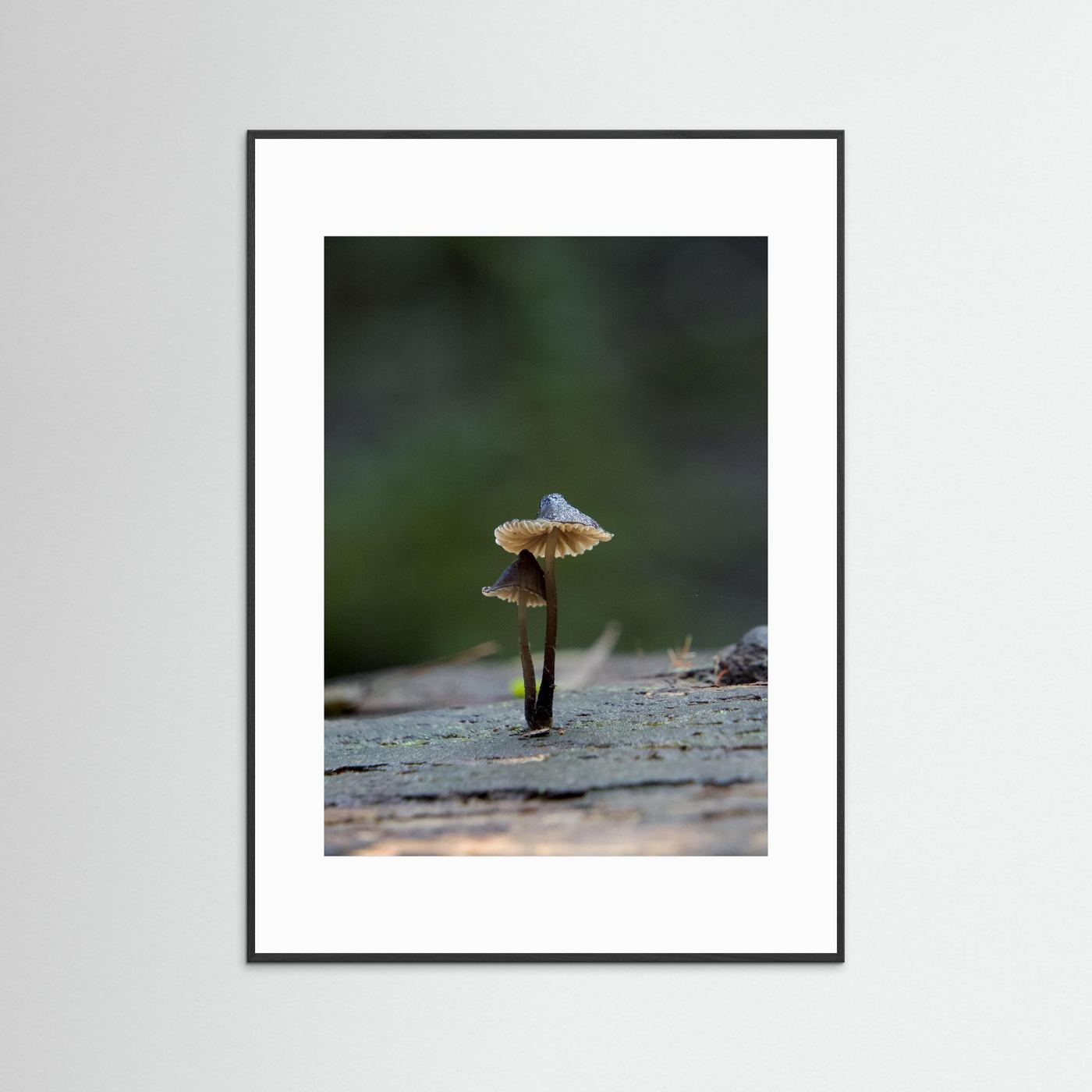 Mycena Atrata