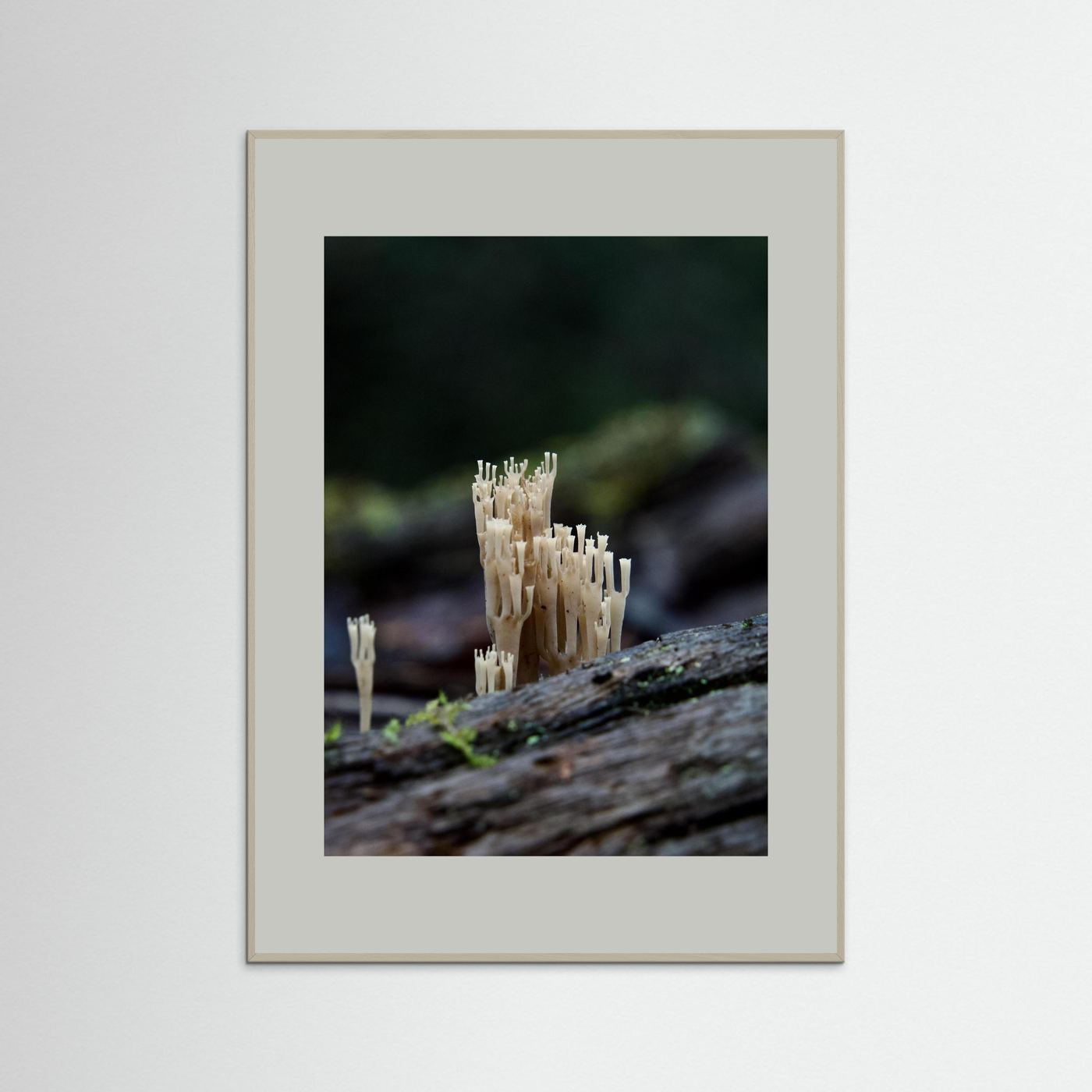 Crowned Coral