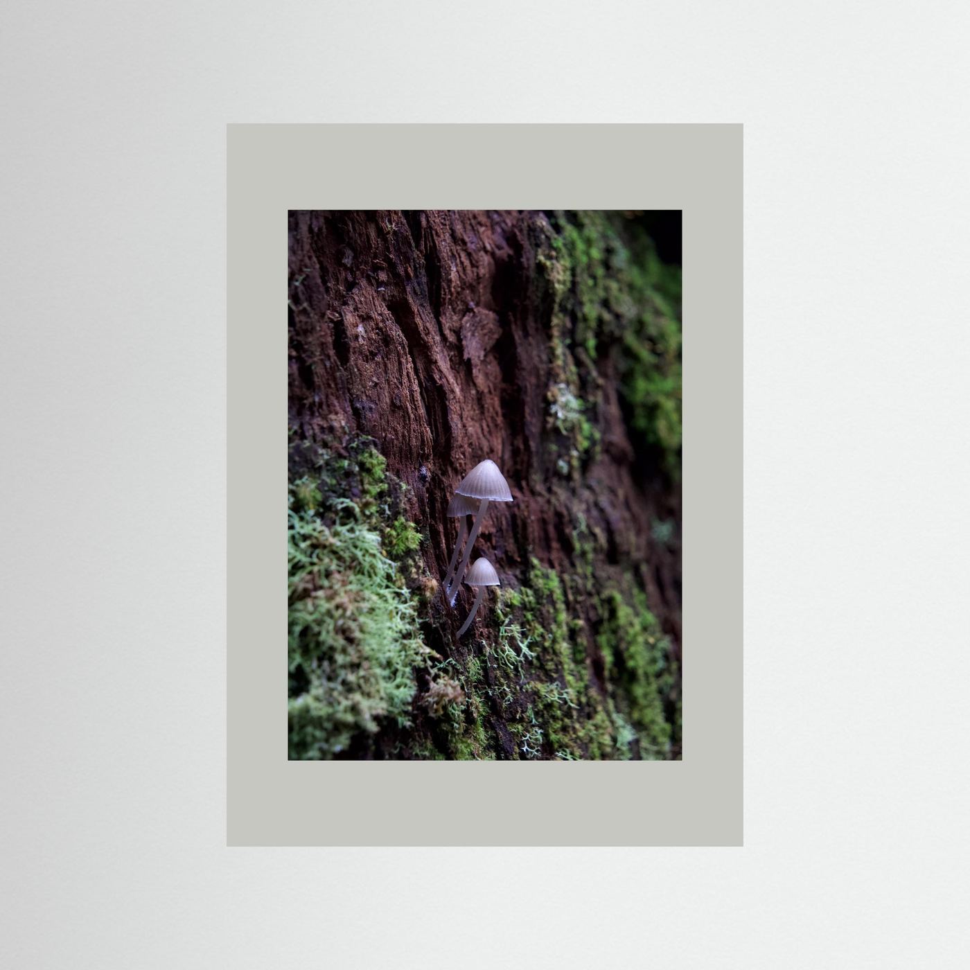 Mycena