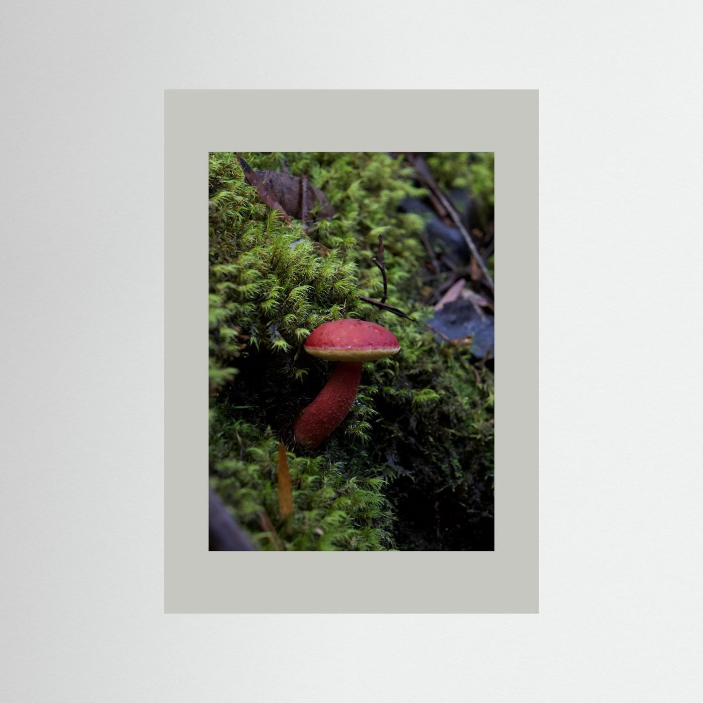 Rhubarb Bolete