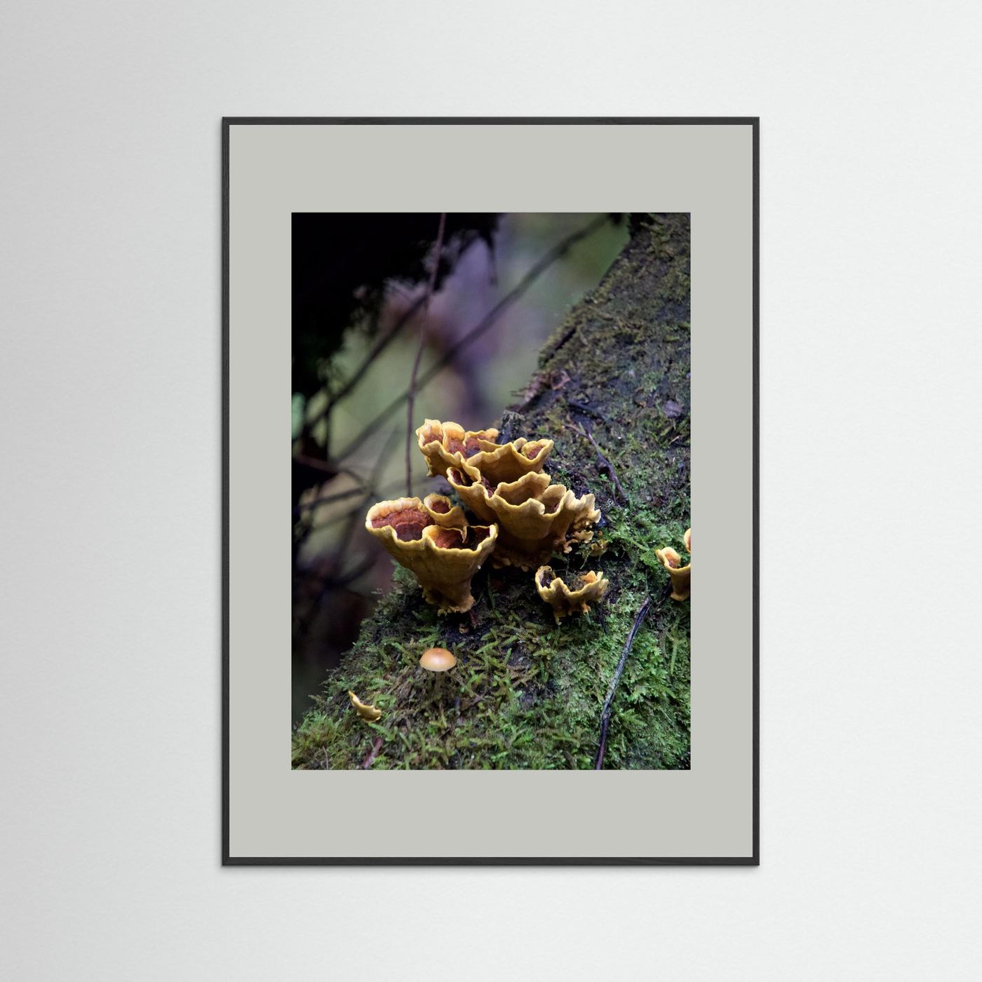 False Turkey Tail