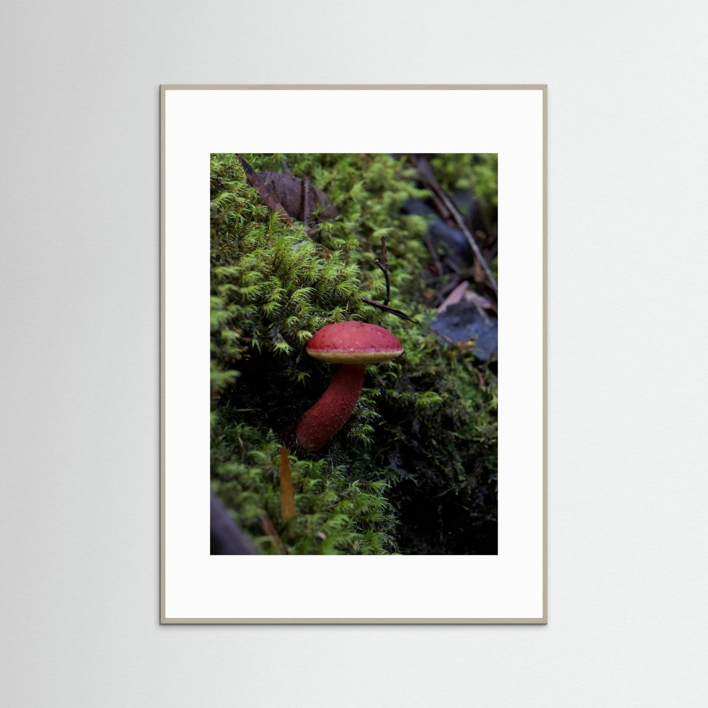 Rhubarb Bolete