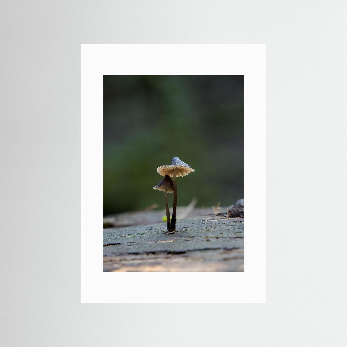 Mycena Atrata