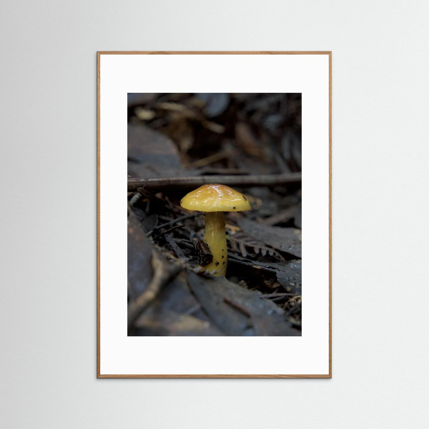 Yellow Waxcap