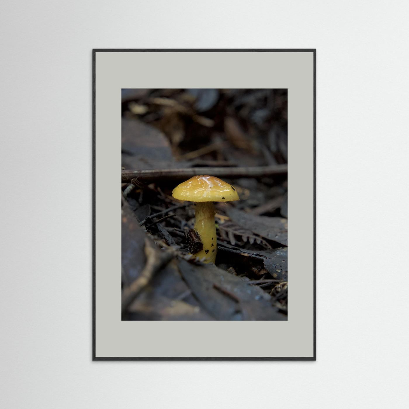 Yellow Waxcap