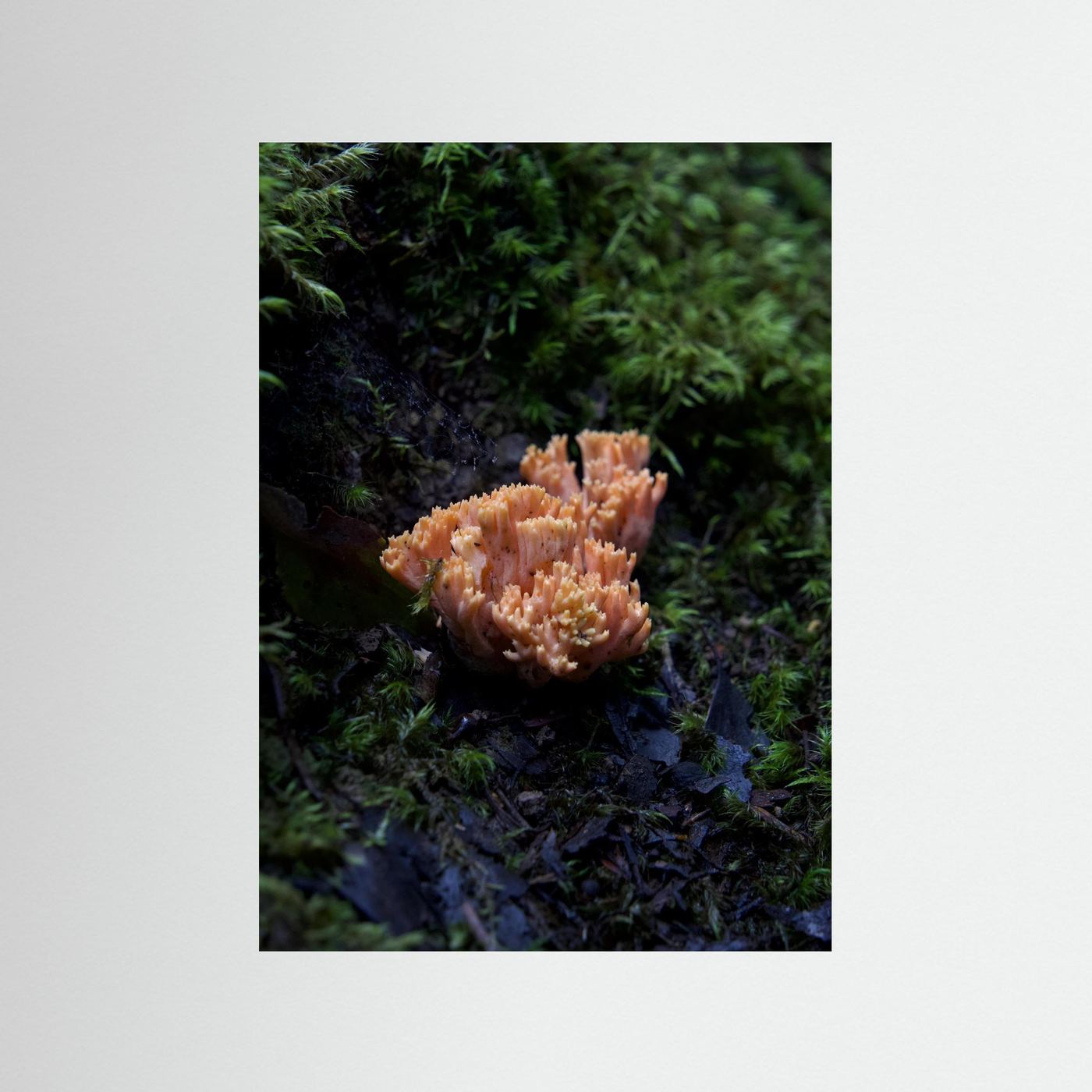 Ramaria