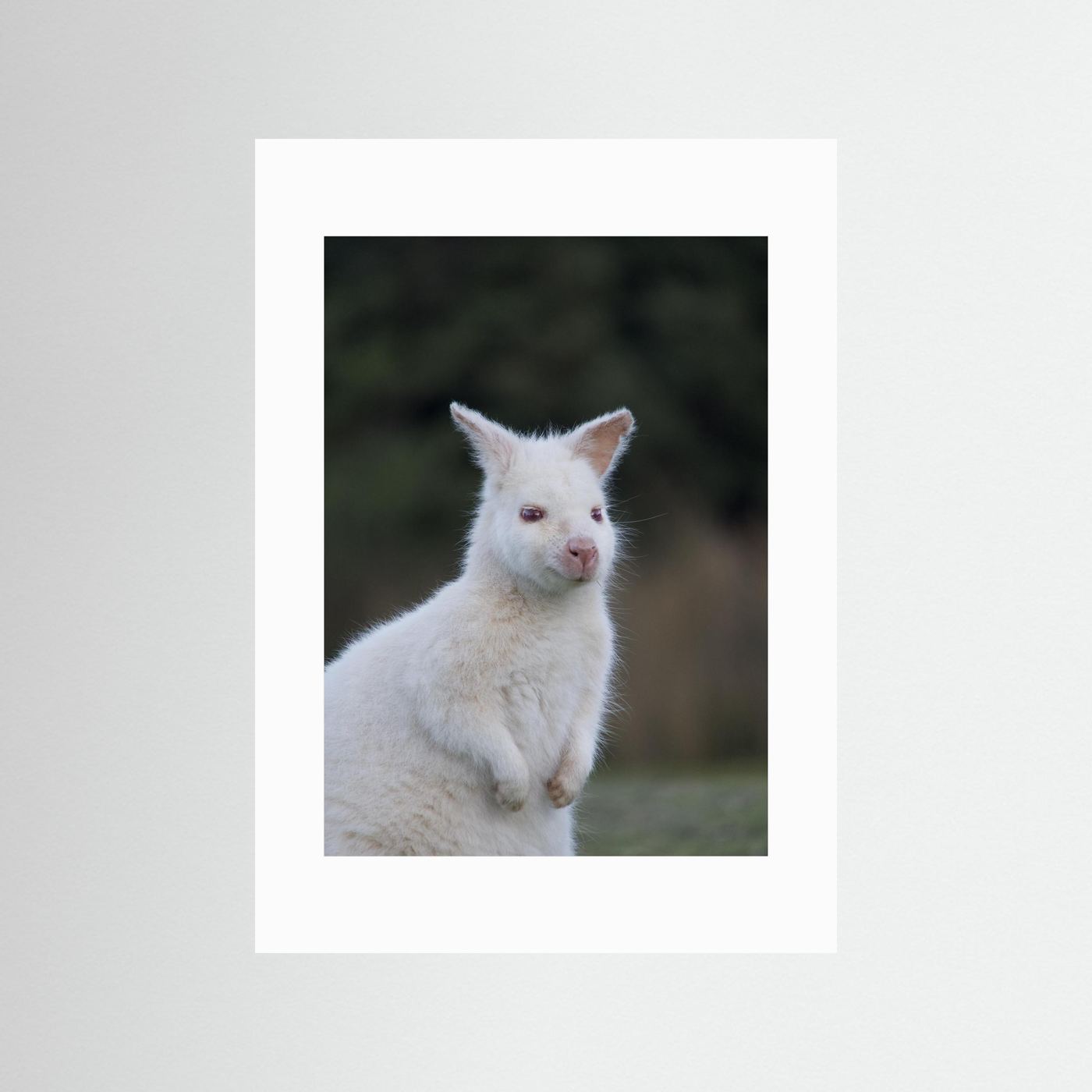 Tassie Albino Wallaby