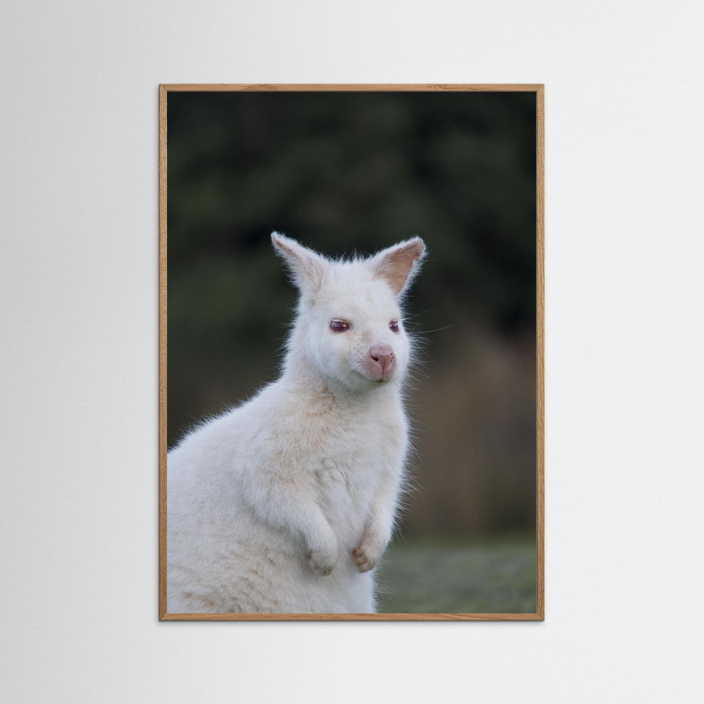 Tassie Albino Wallaby