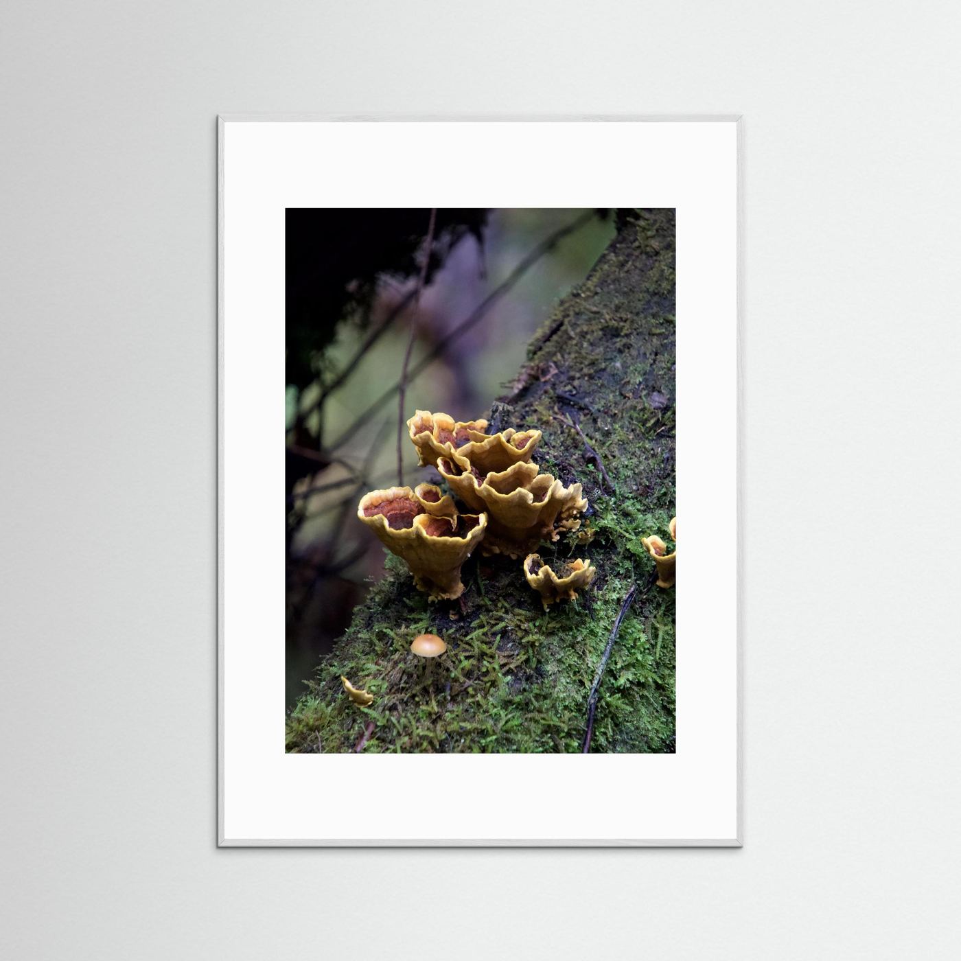 False Turkey Tail