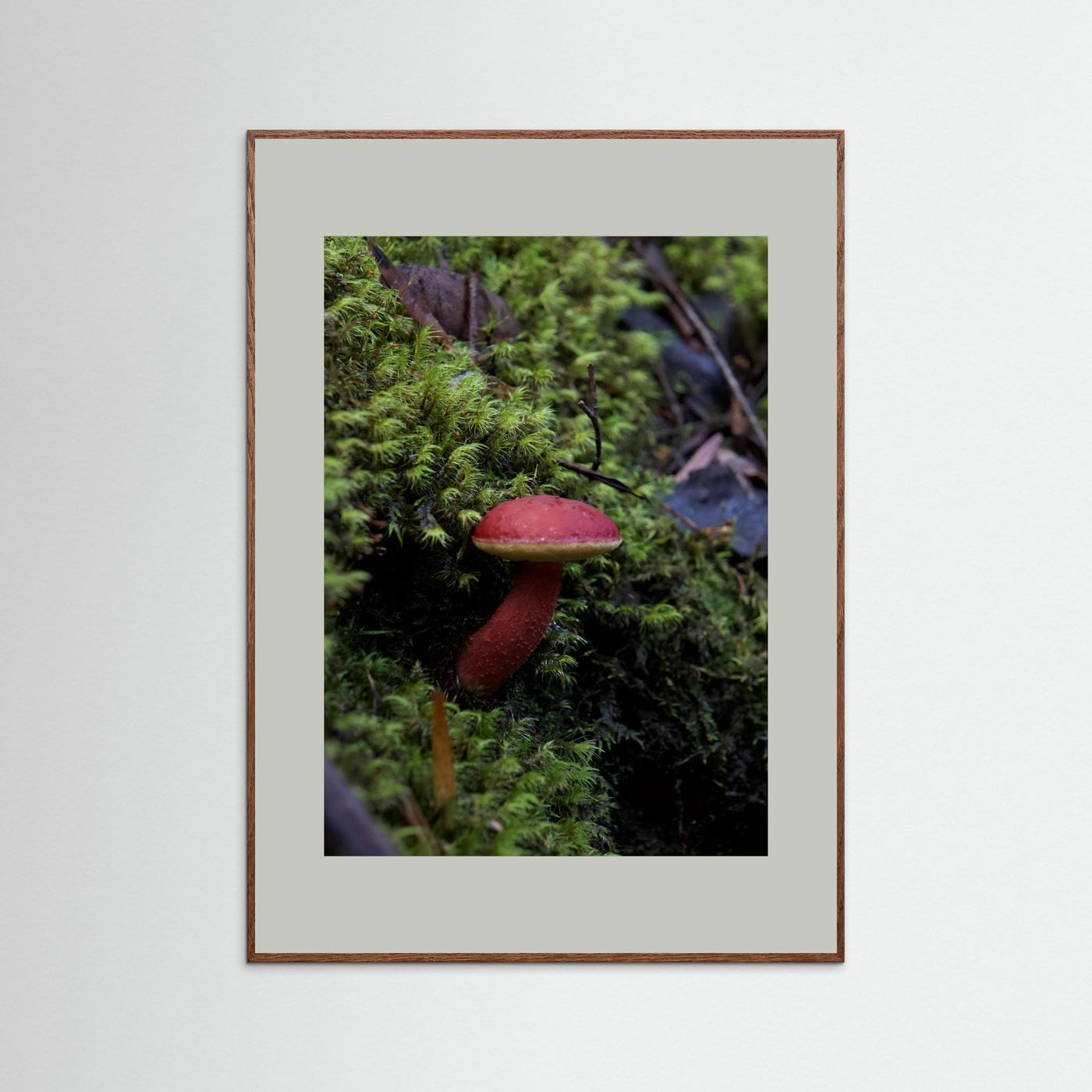 Rhubarb Bolete