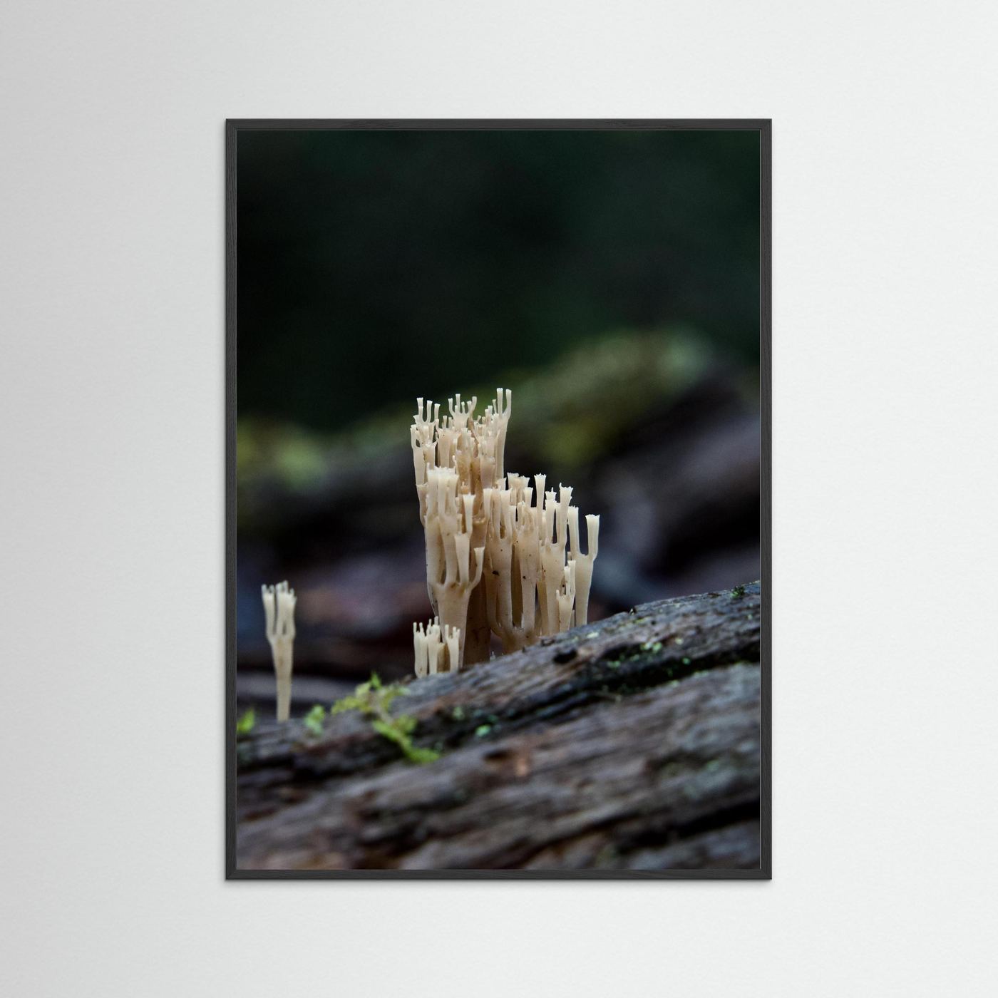 Crowned Coral