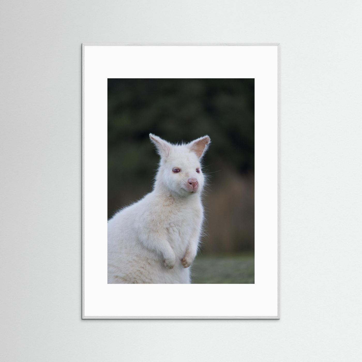 Tassie Albino Wallaby