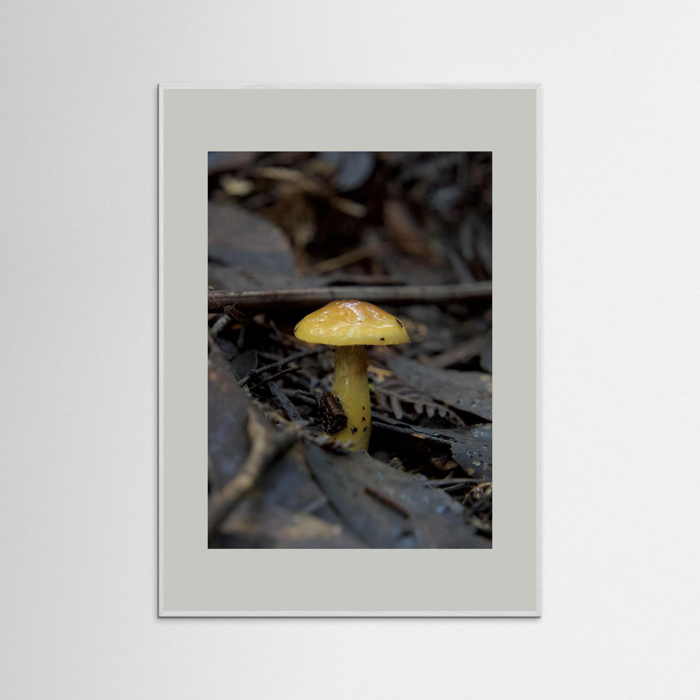 Yellow Waxcap