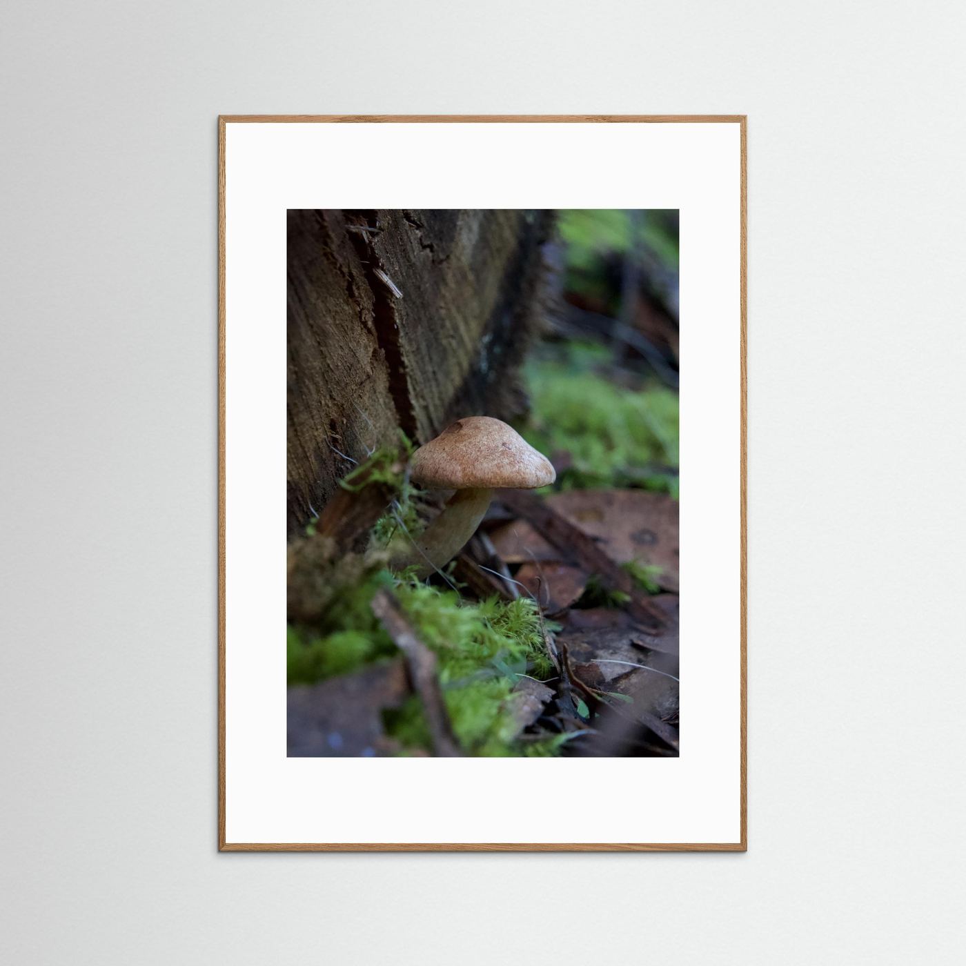 Brown Cap Bolete 