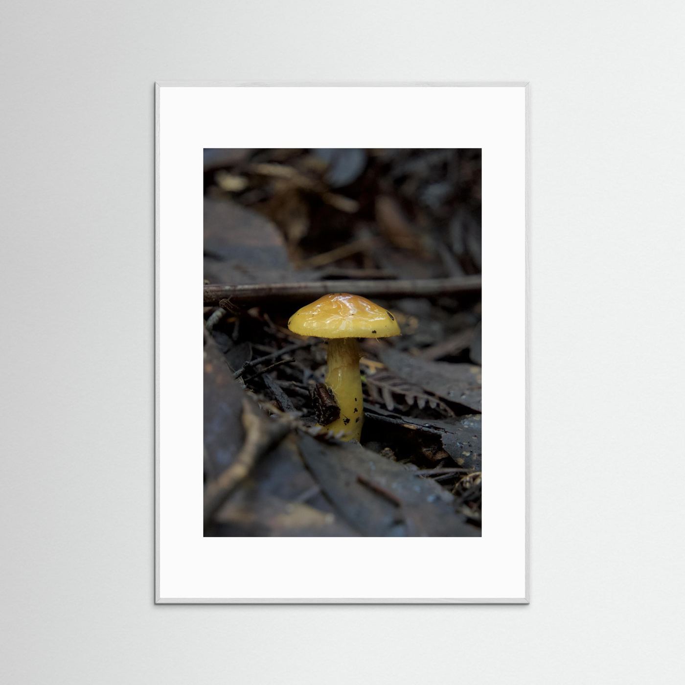 Yellow Waxcap