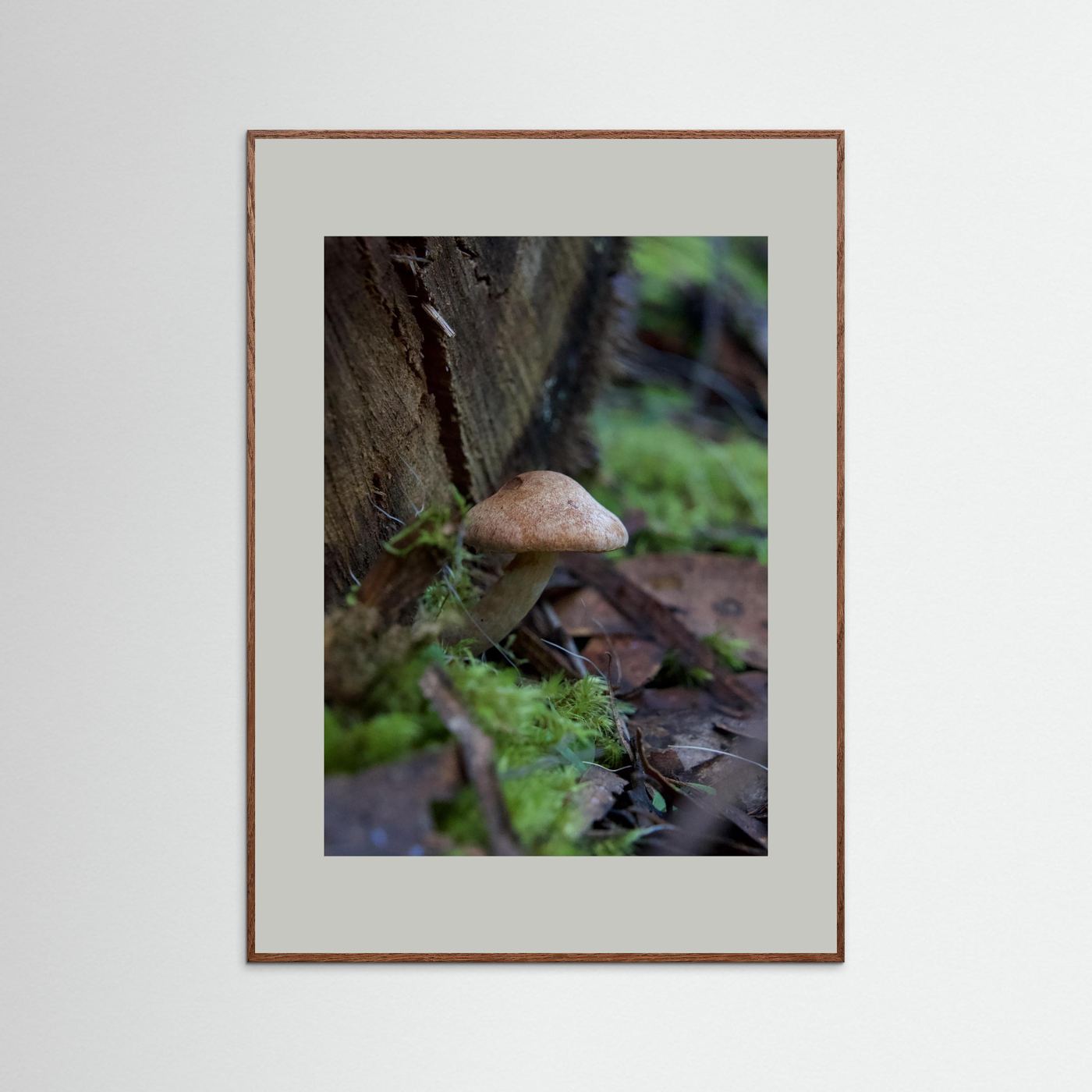 Brown Cap Bolete 