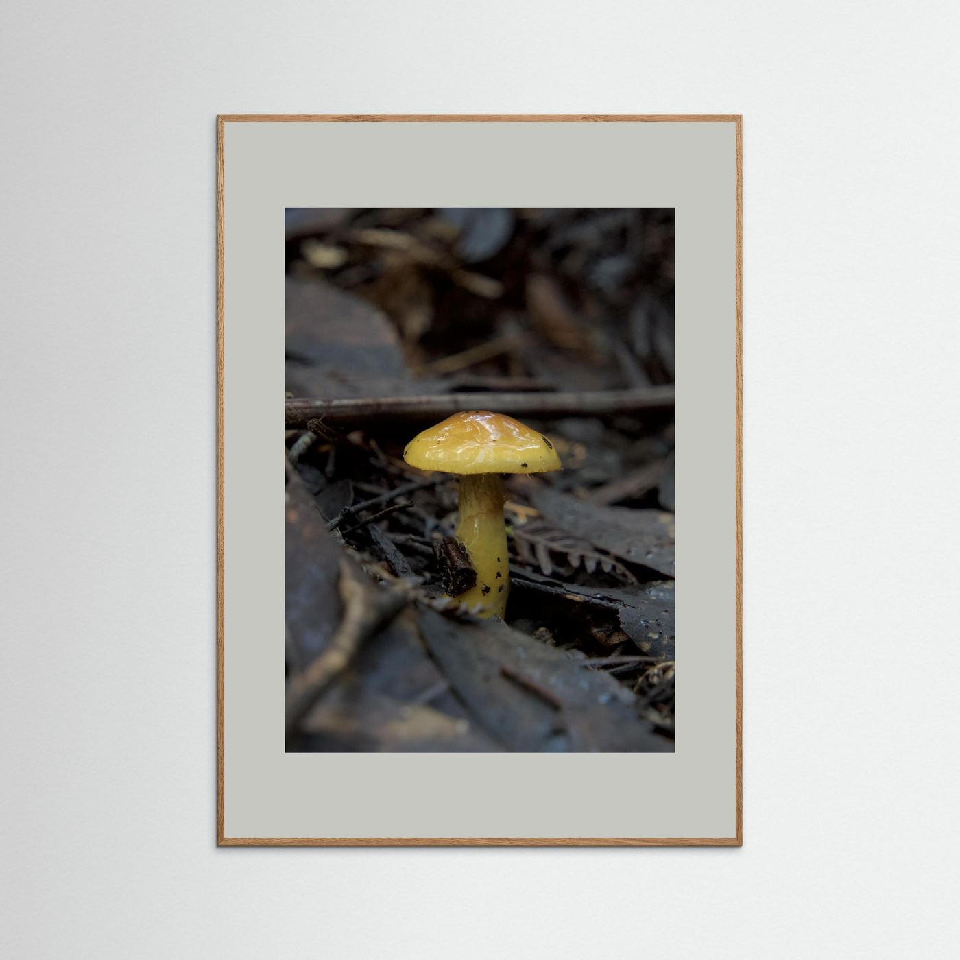 Yellow Waxcap